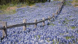 bluebonnet field